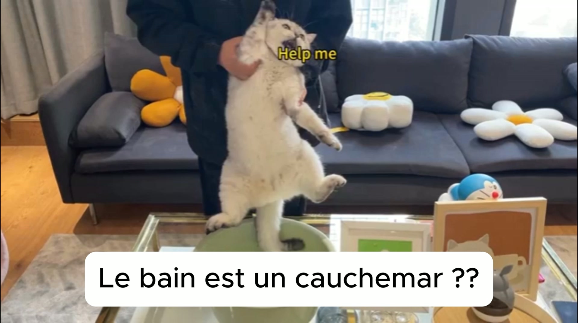 Le toilettage sans stress