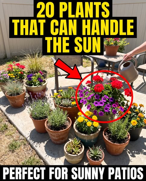 Sunny Patio Plant Picks