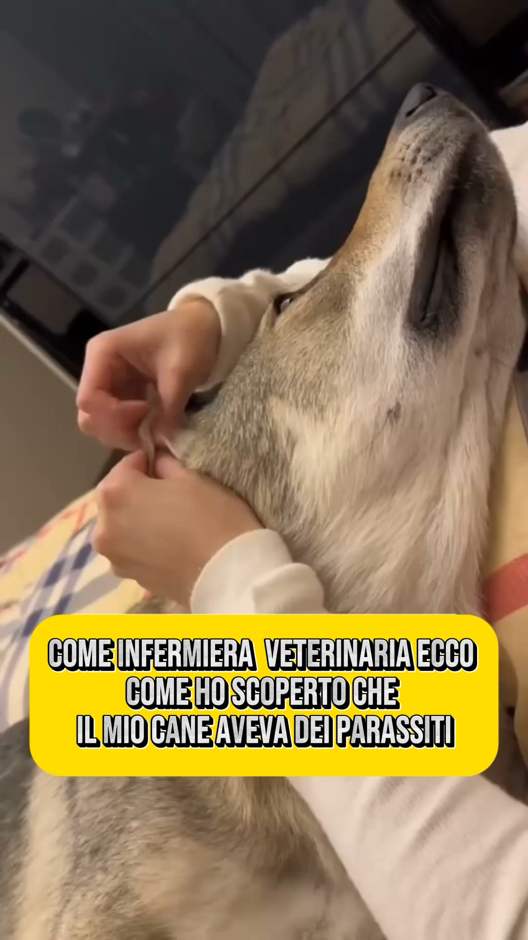 La causa nascosta del continuo grattarsi del tuo cane