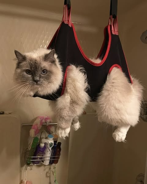 Kattenopvang onthult slimme nageltruc