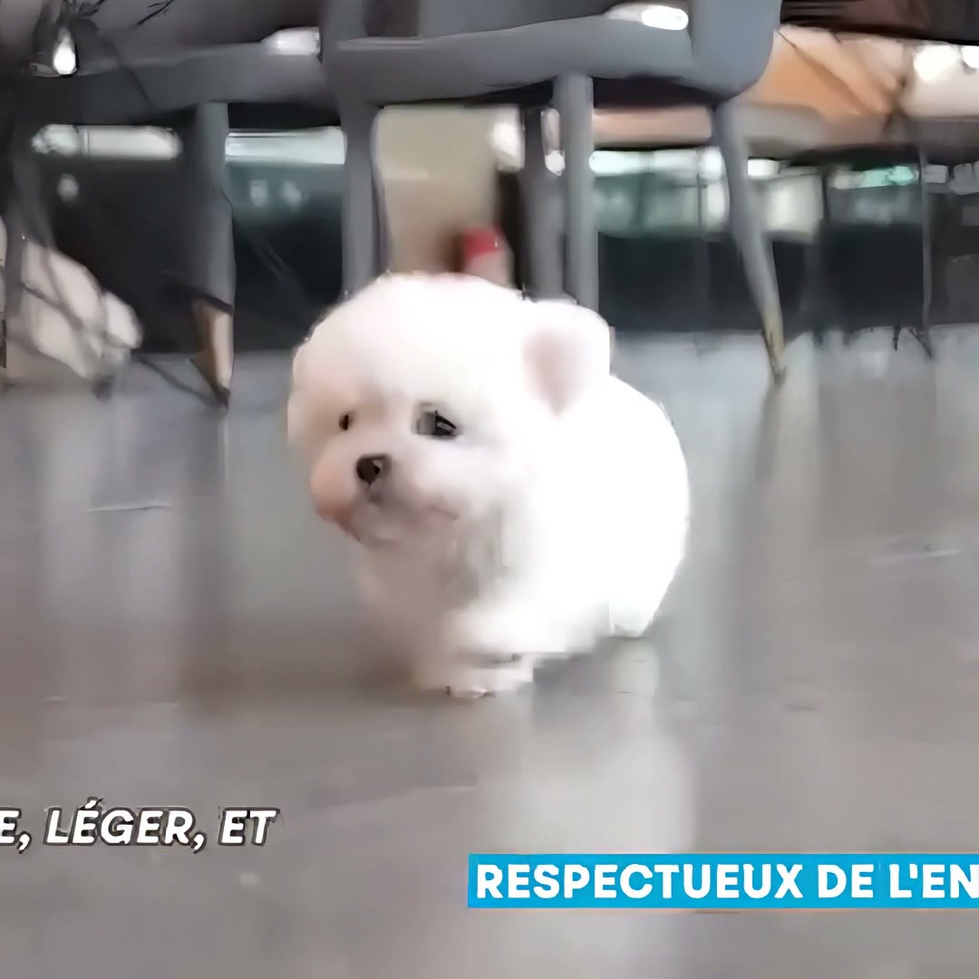 Le chiot, sans les contraintes