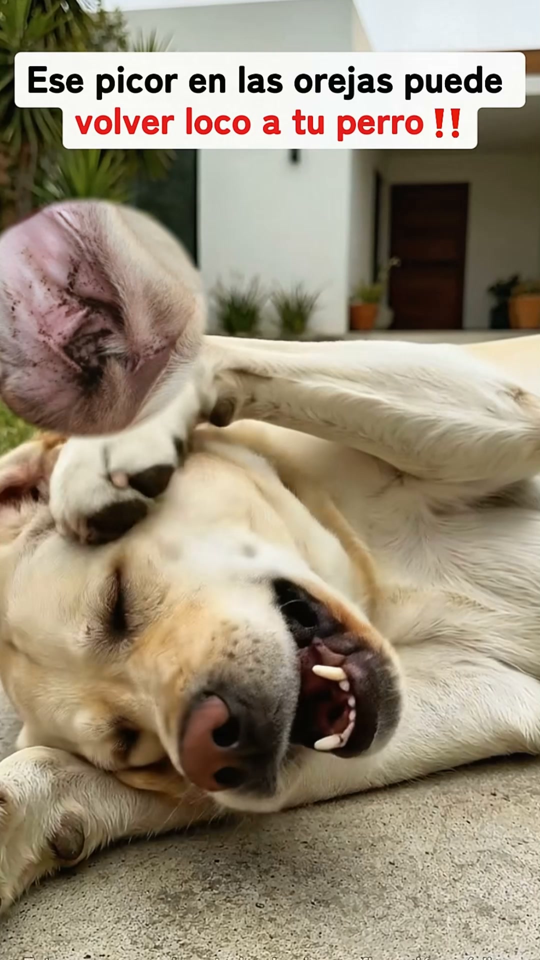 2x1 HOY — Limpiador de oídos Peludos · sin alcohol, no escuece · Para perros y gatos