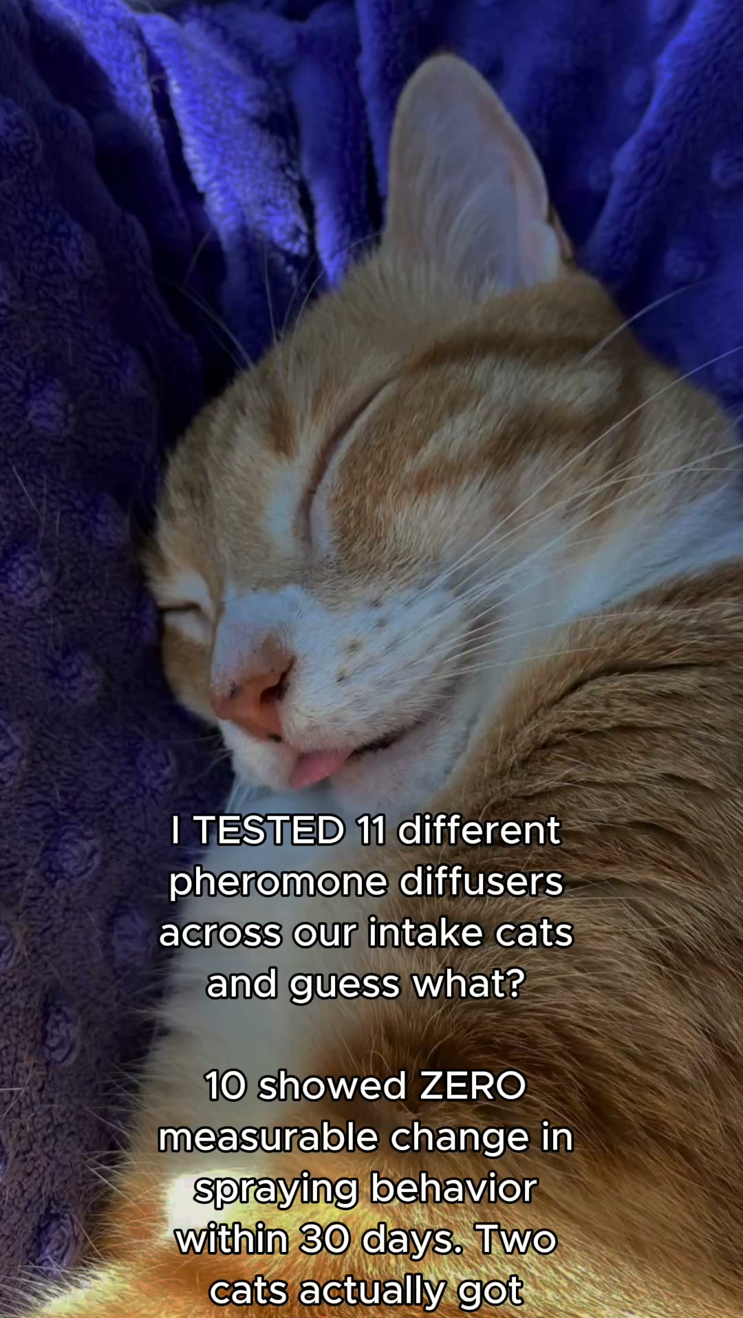 Trusted by 10,000+ cat shelters