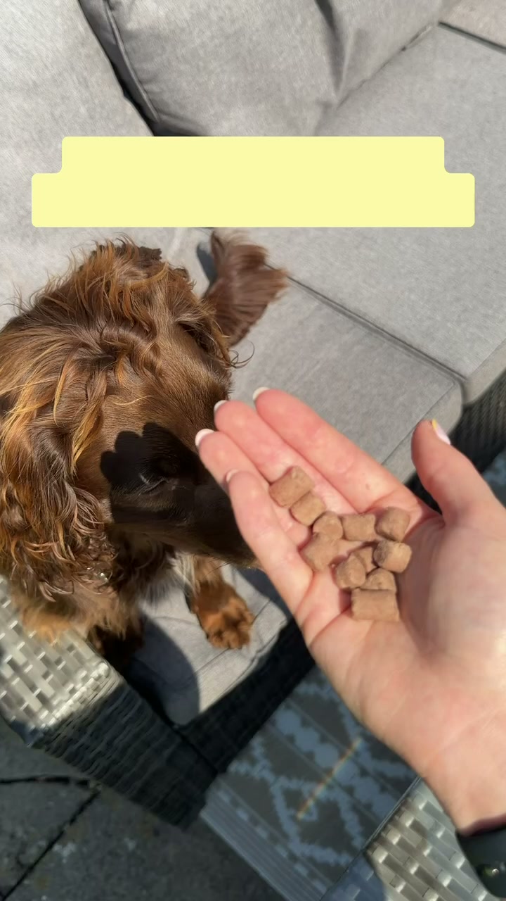 Tasty Training Treats