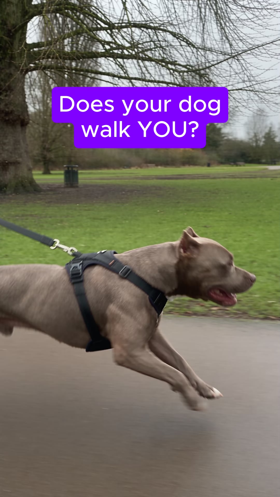 Easier Walks Start Today!