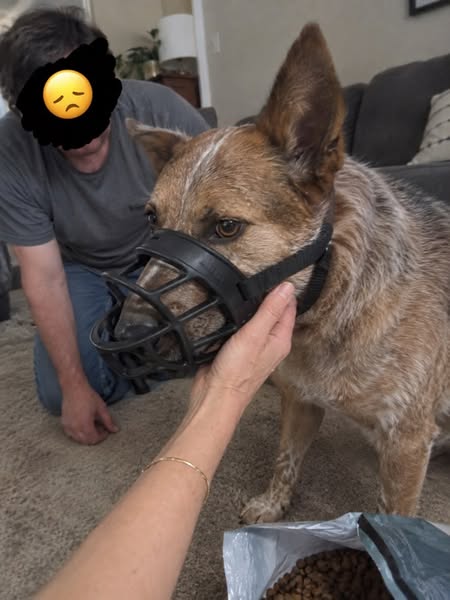 How To Fix Your Dog's Reactivity