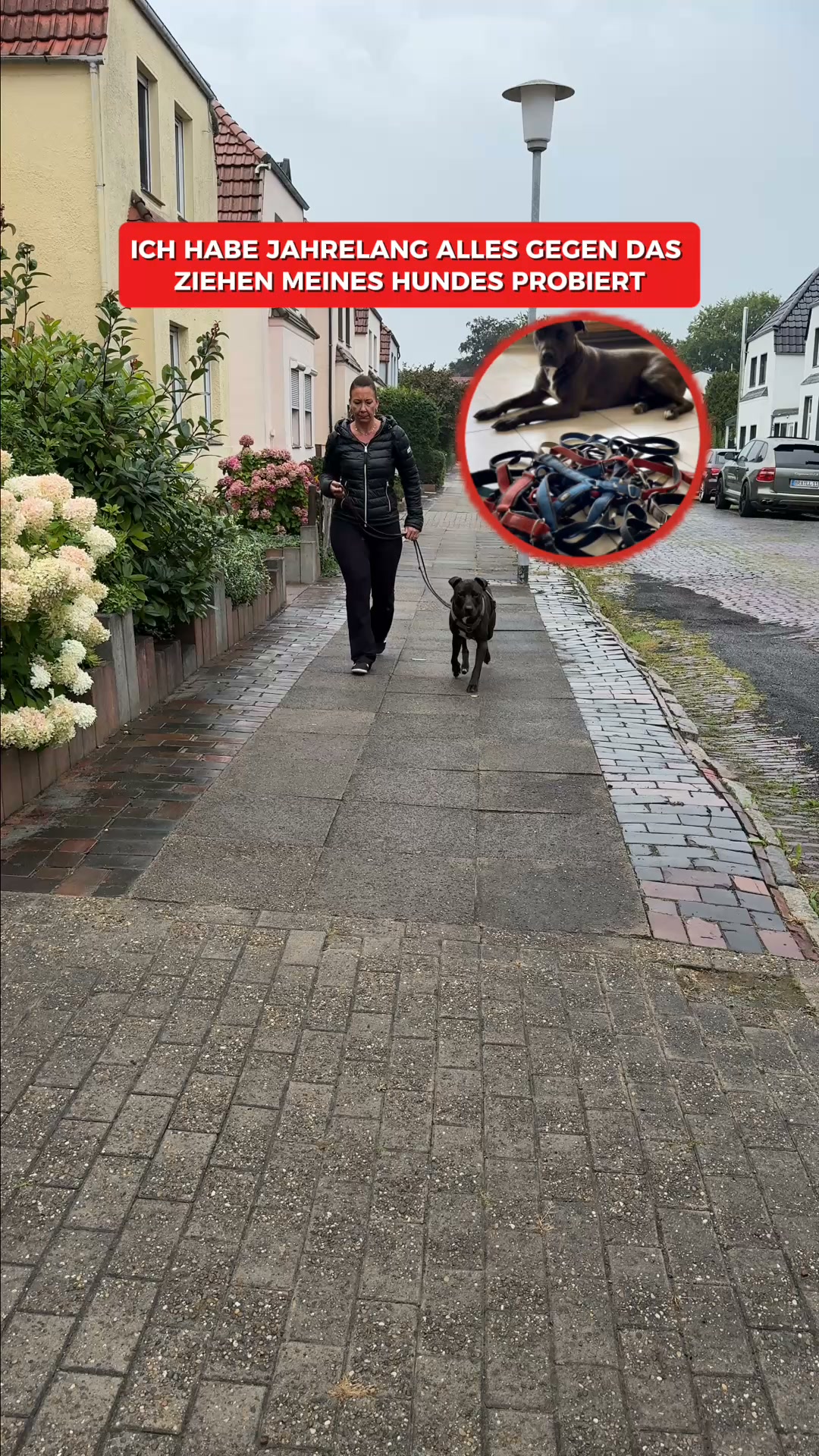 Endlich entspannt Gassi gehen