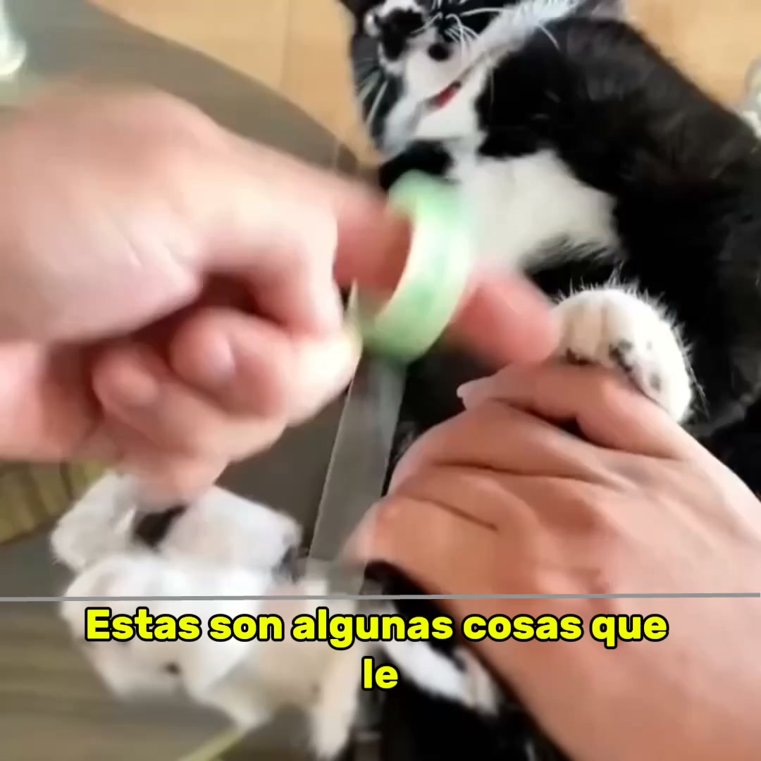 El territorio natural que lima las uñas de tu gato