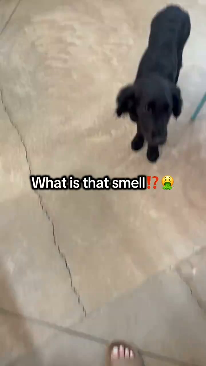 Still Smells Like Dog After Cleaning?