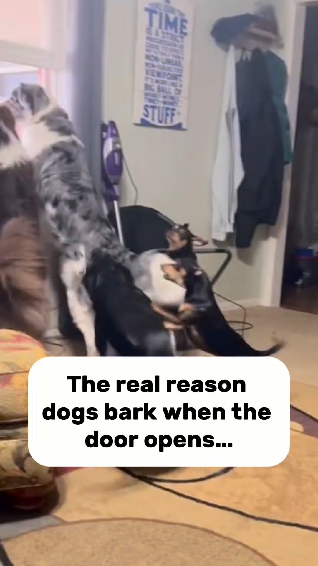 Daily Calm for Anxious Dogs