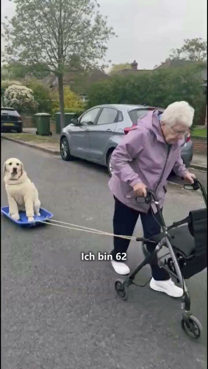 Das Anti-Zug-Geschirr, das deinen Hund zu dir umdreht