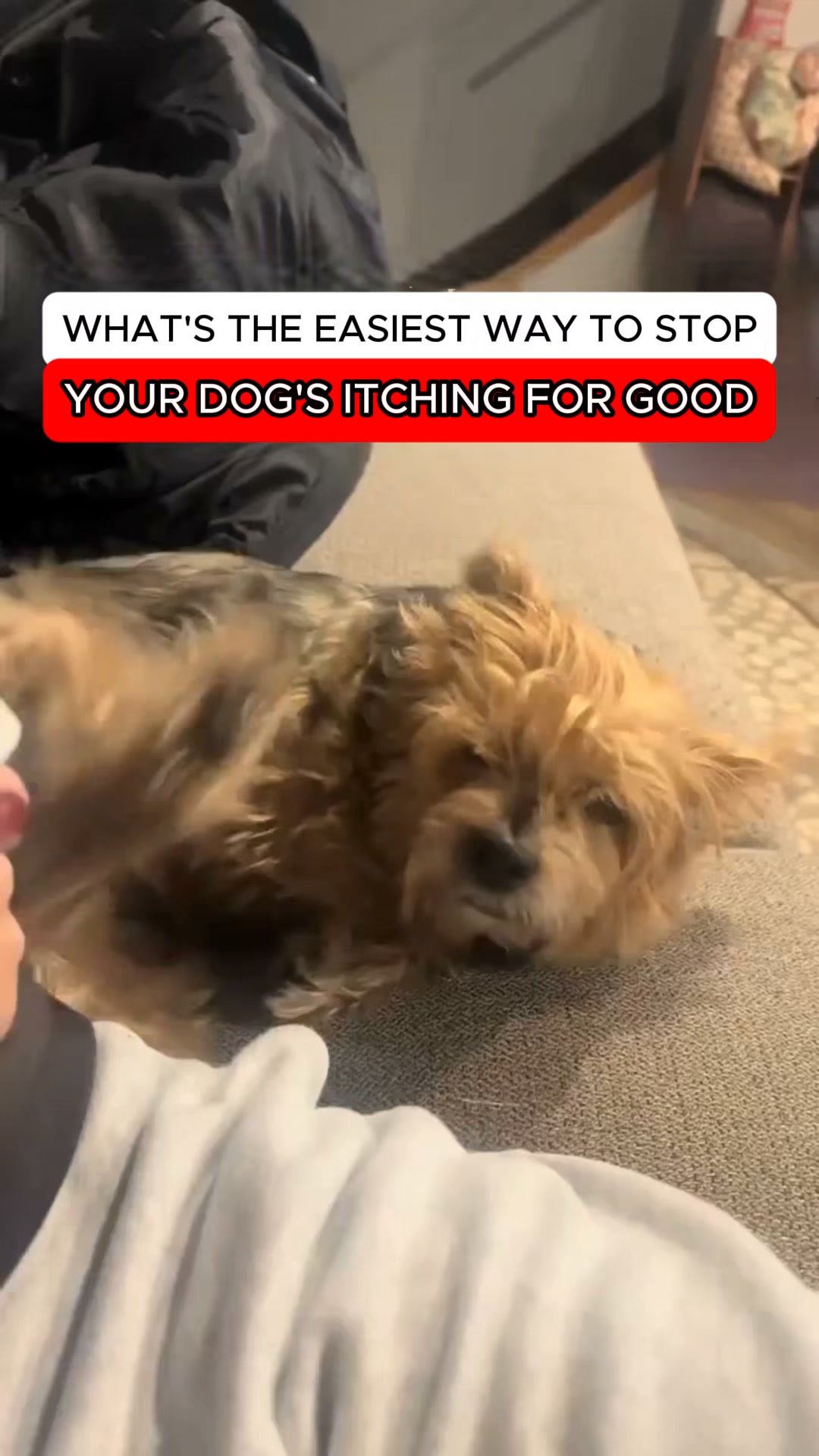 The Fastest Relief for Itchy, Smelly Dog Ears