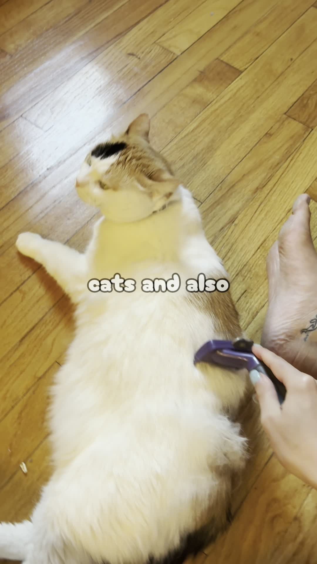 Neutralize 98% of Cat Allergens