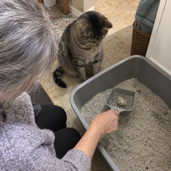How To Get Rid of Litter Box Smell For Good