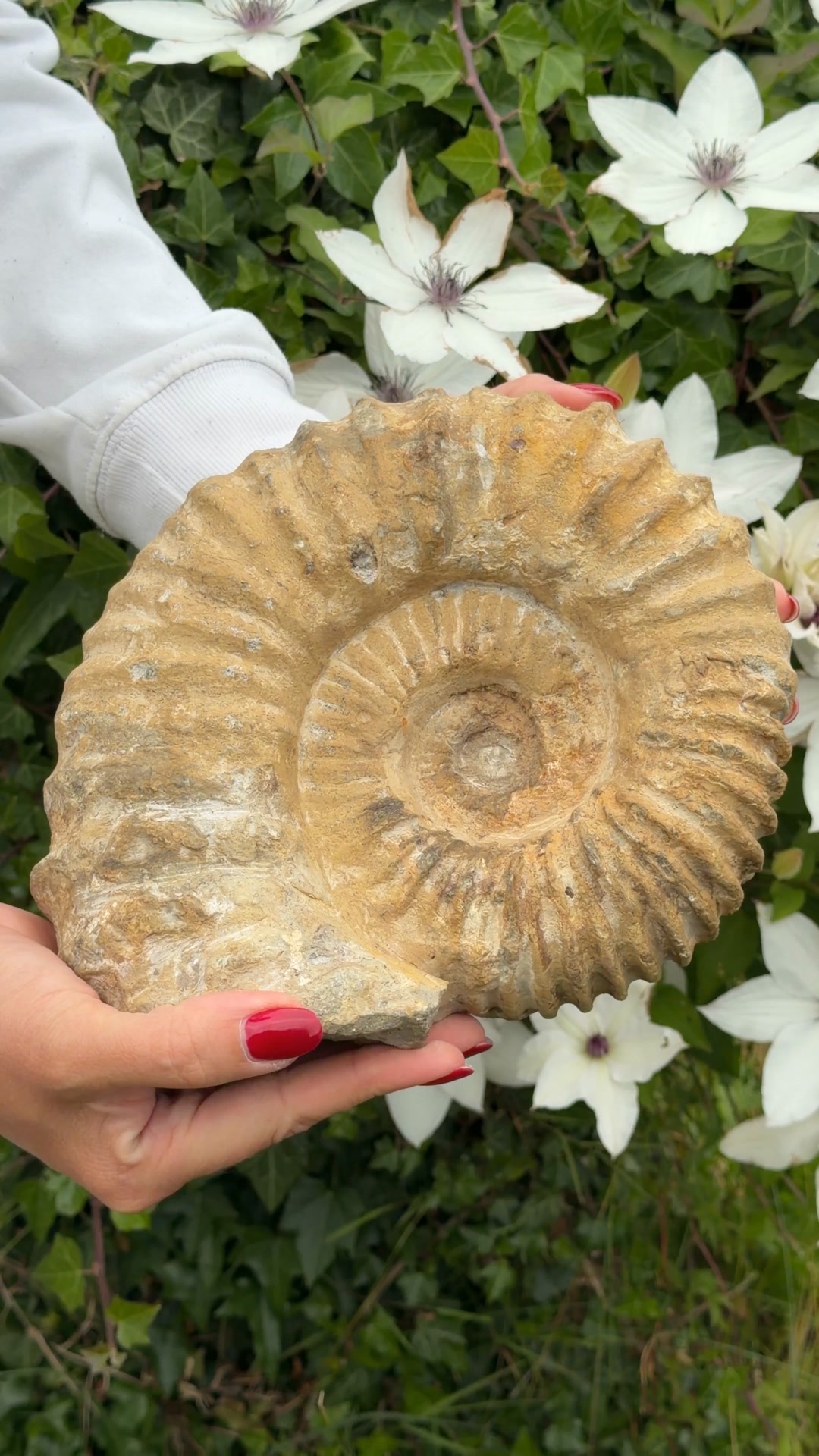 Ægte fossiler – skabt af naturen