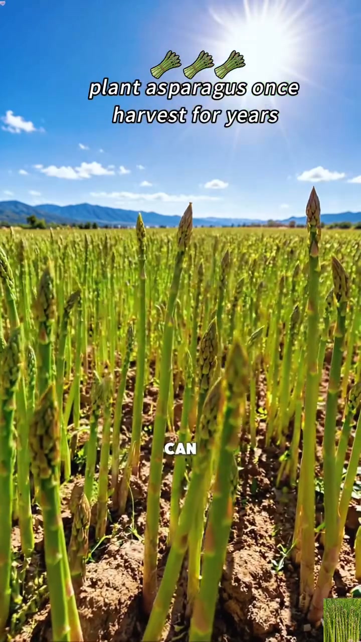 Four Seasons Asparagus Mary Washington Seeds