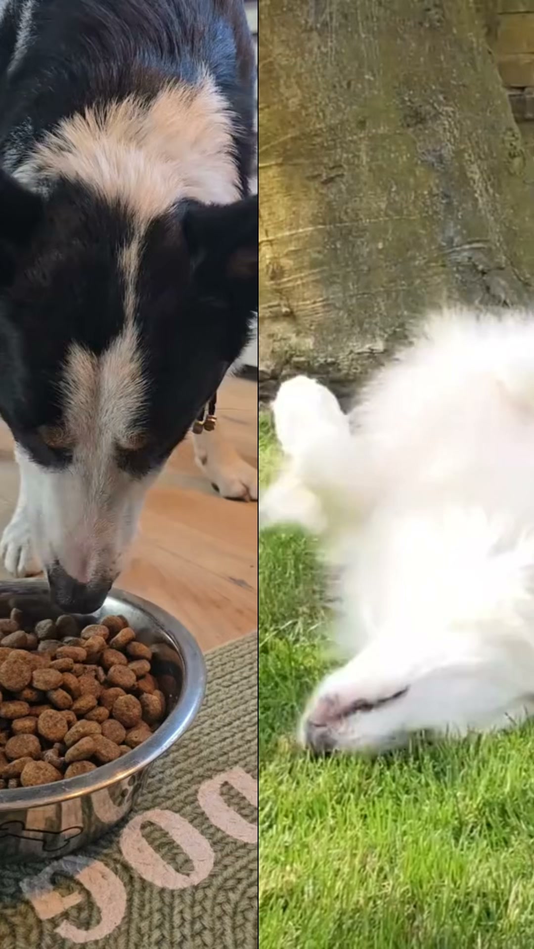 Si tu perro se sin parar....Lee estoame