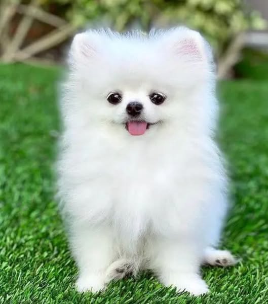 i love dogs