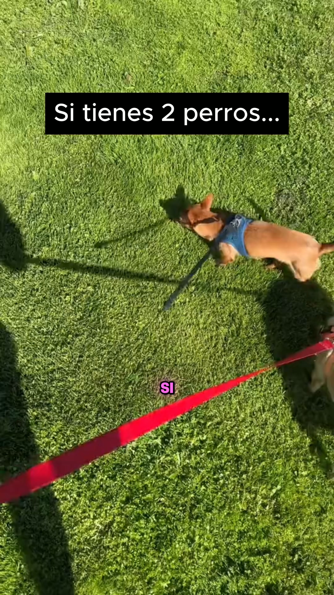 ¿Dos perros? Una sola correa
