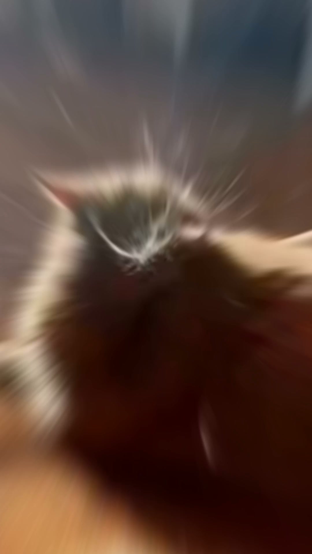 Minder kattenharen door het huis