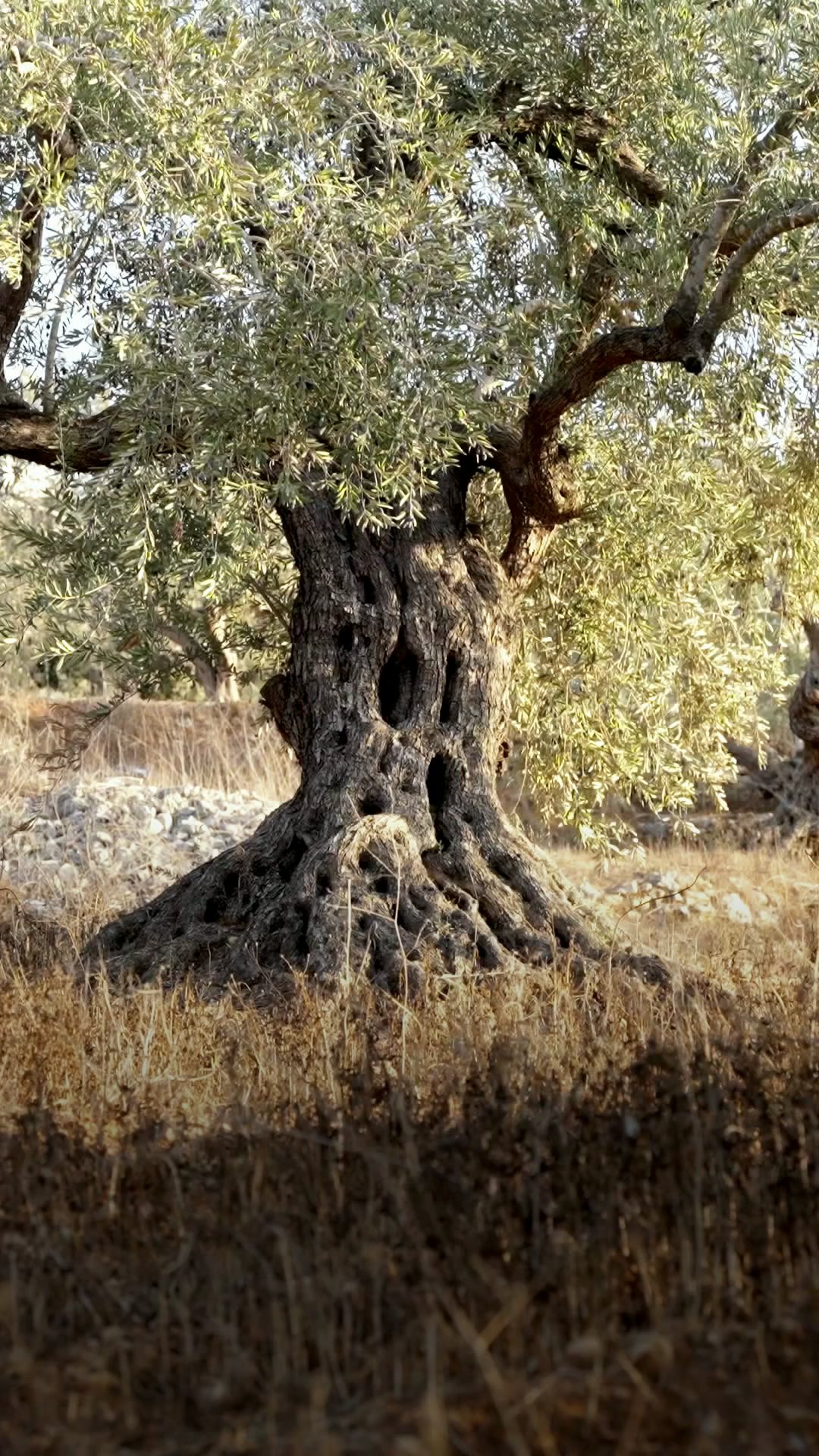From Olive to Oil. Nothing Added, Nothing Hidden.