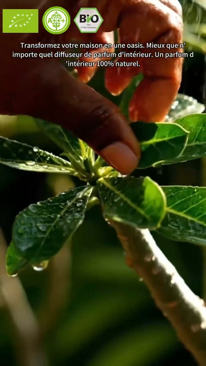 La plante qui ne meurt jamais – arrosez‑la et elle vit 100 ans !
