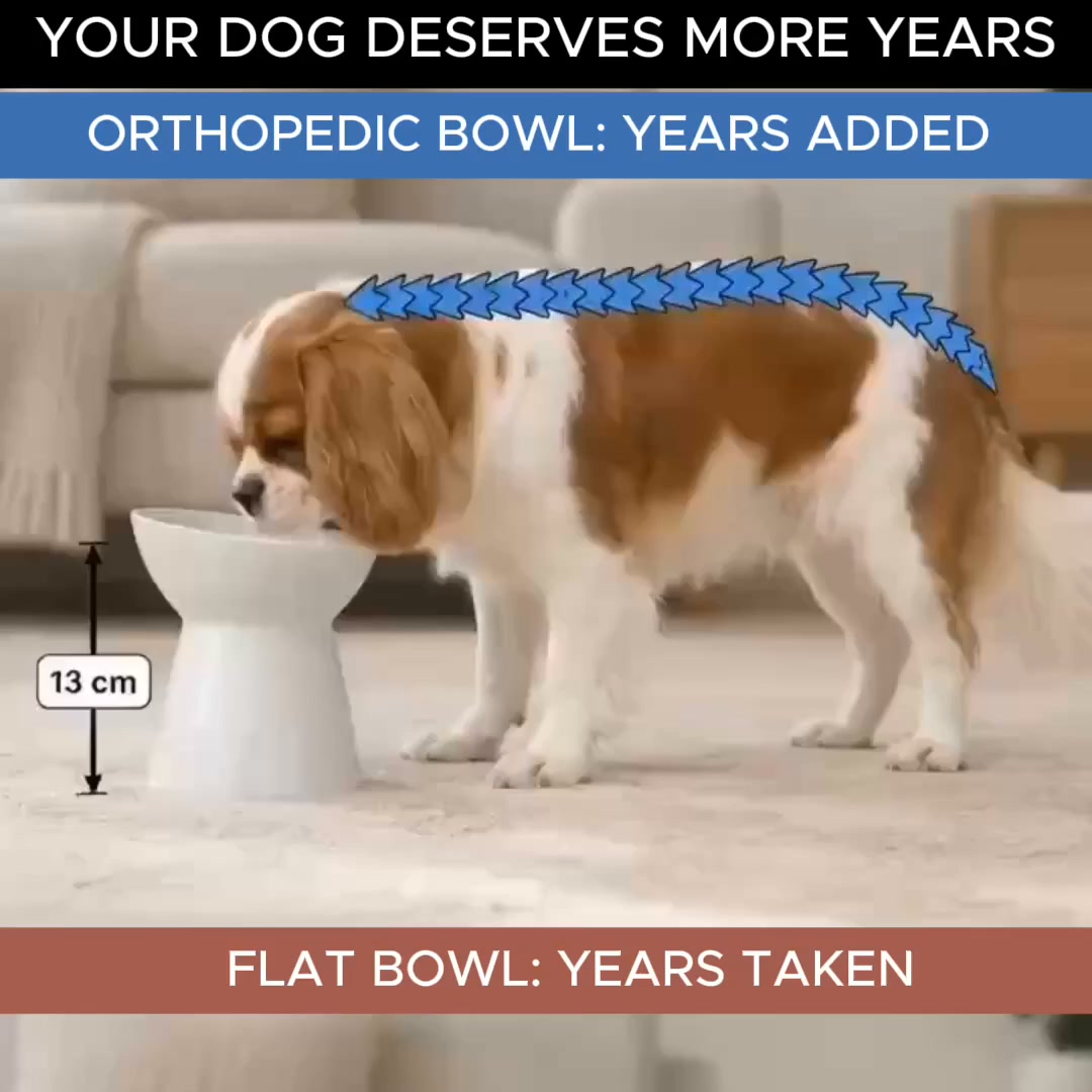 Orthopedic Bowl