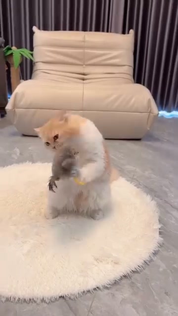 Flapping Bird Cat Toy