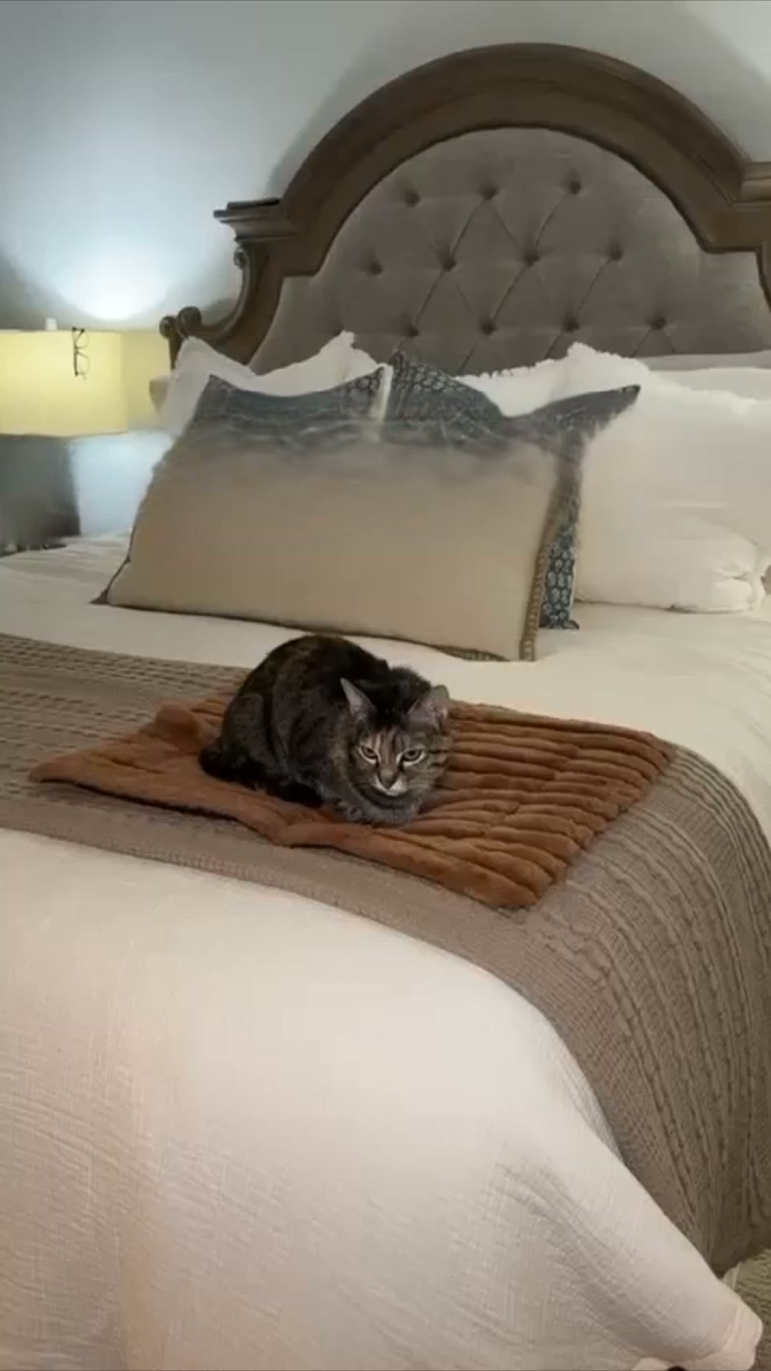 #1 Katzen Wärmeplatz