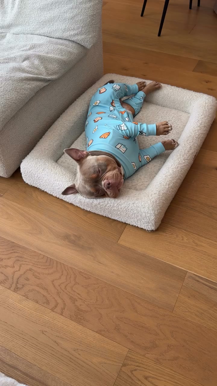 Worn by 2M+ Dogs