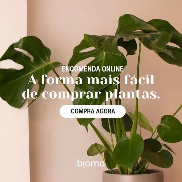 Plantas de Interior