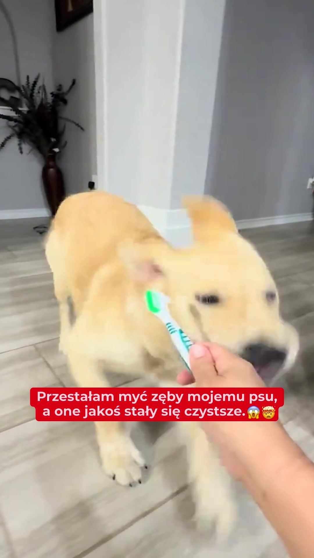 Pies ma brzydki oddech? Oto dlaczego, i jak naprawdę to poprawić