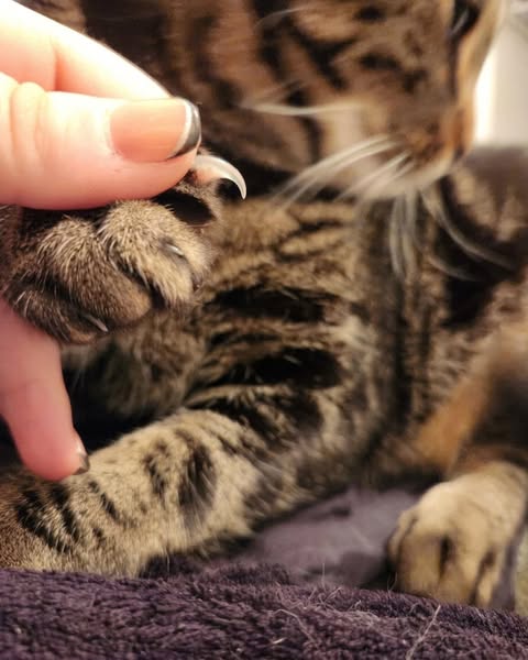 Kattenopvang onthult slimme nageltruc