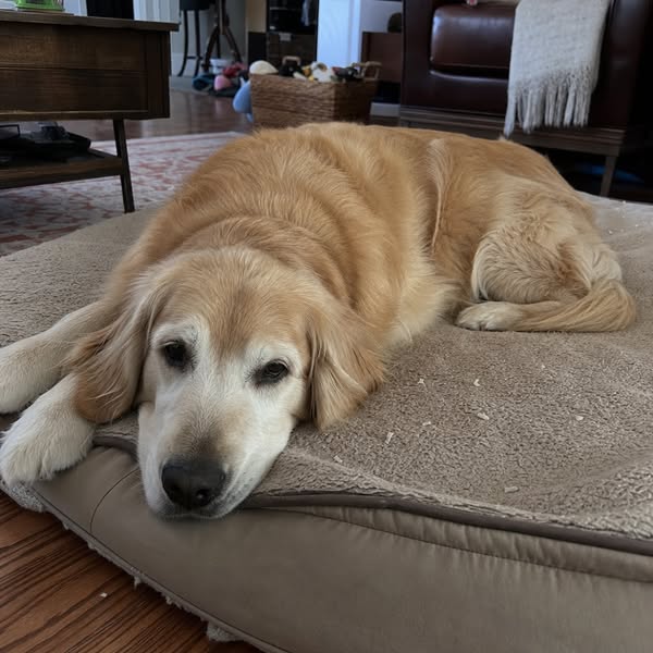 This small grain almost killed my dog