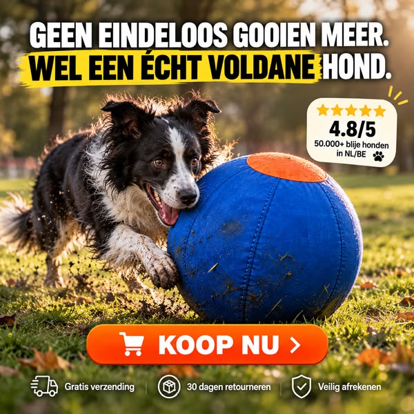 Wat jouw energieke hond écht mist