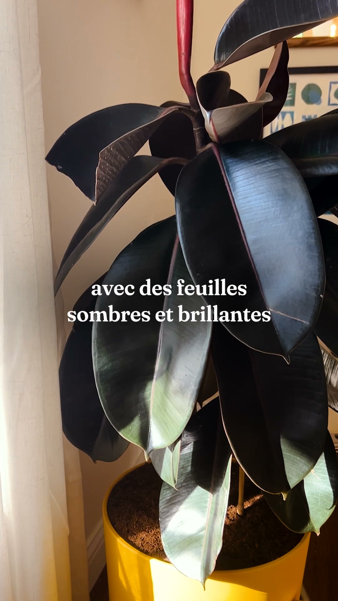 Des plantes qui s'arrosent toutes seules