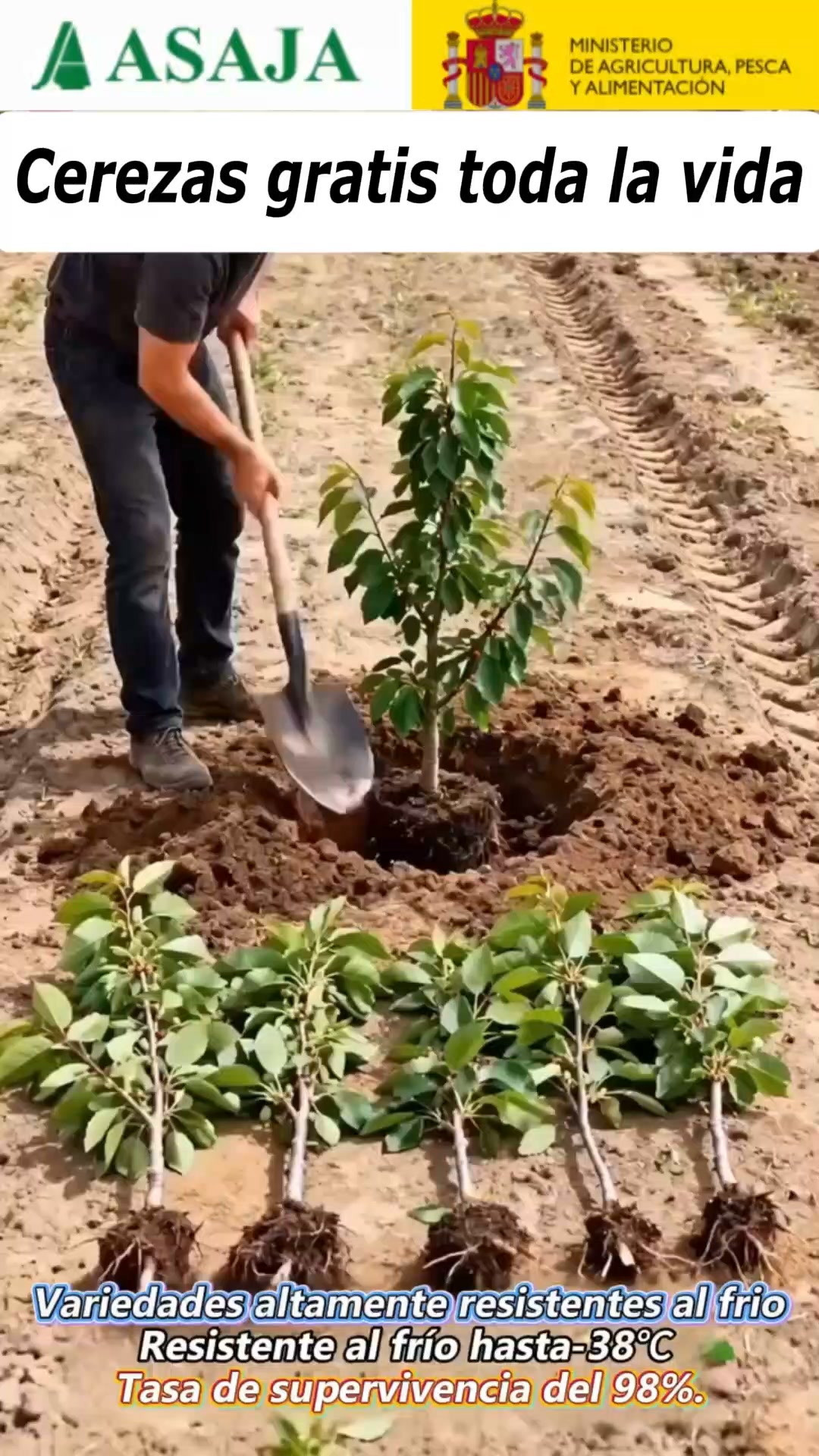 Cerezas gratis toda la vida