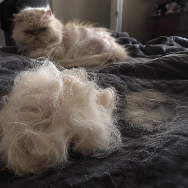 Leggi questo se hai un gatto