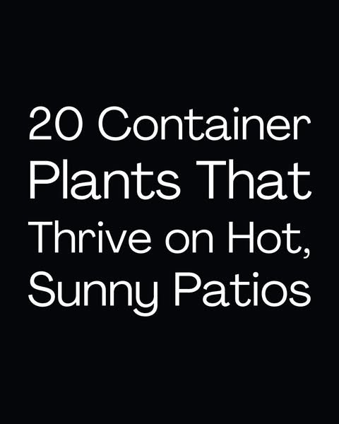 Sunny Patio Plant Picks