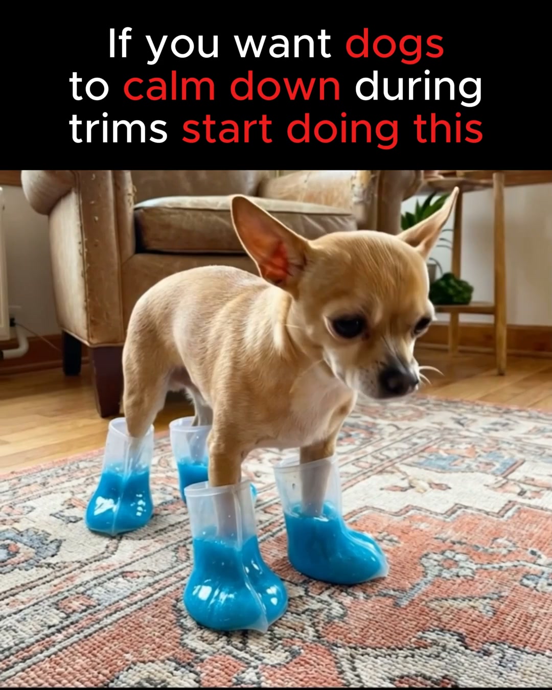 Stress-Free Nail Grooming for Your Dog!