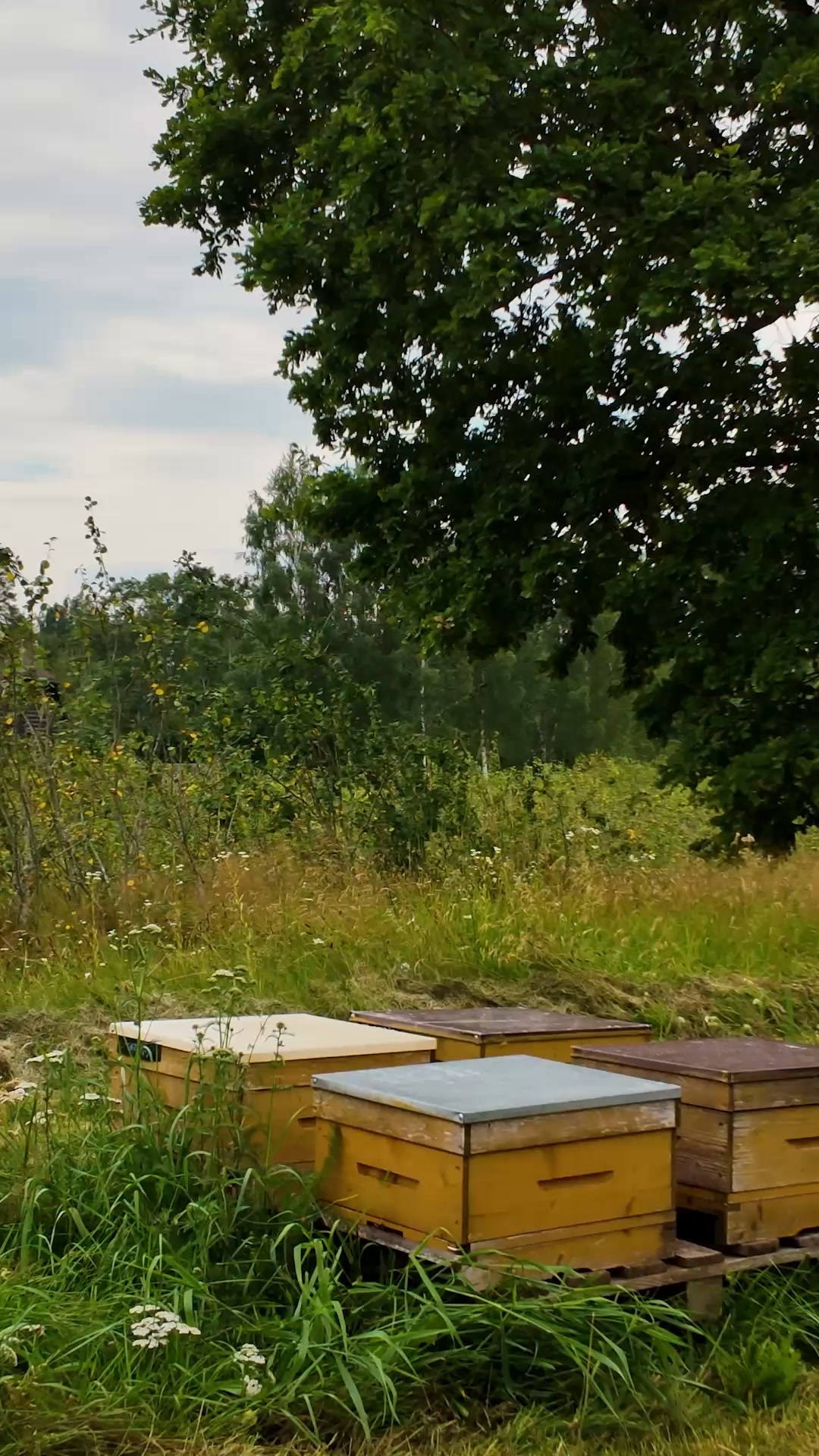 Our honey - pure nature's miracle created by the bees.