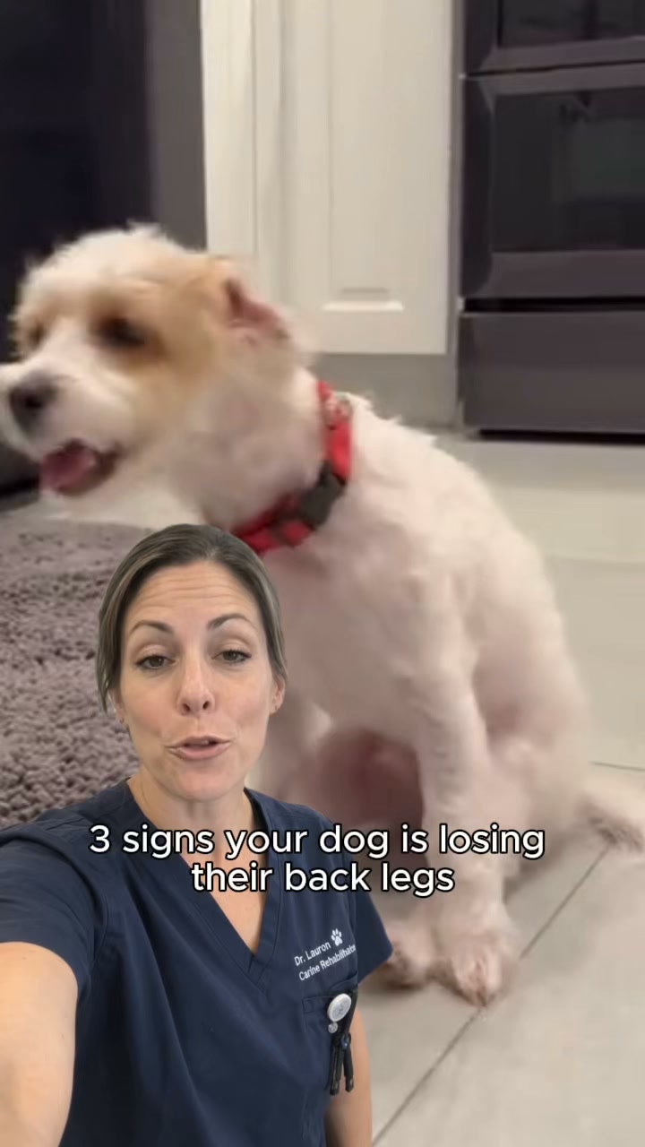 3 signs your dog's mobility is getting worse