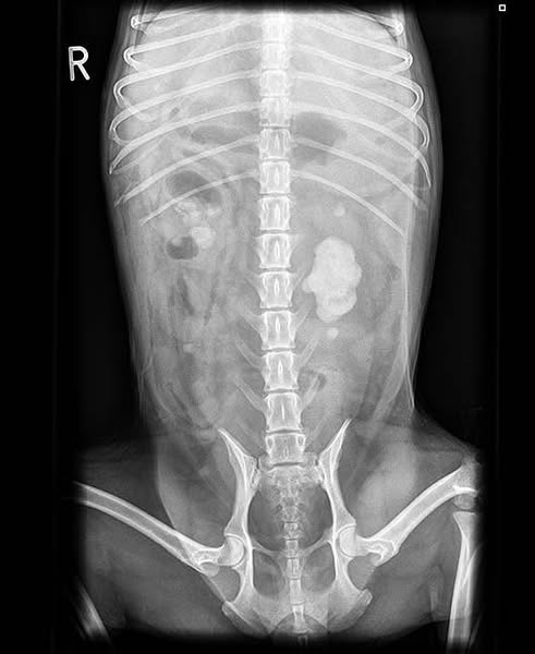 The Dog Fountain Vets Actually Reccomend