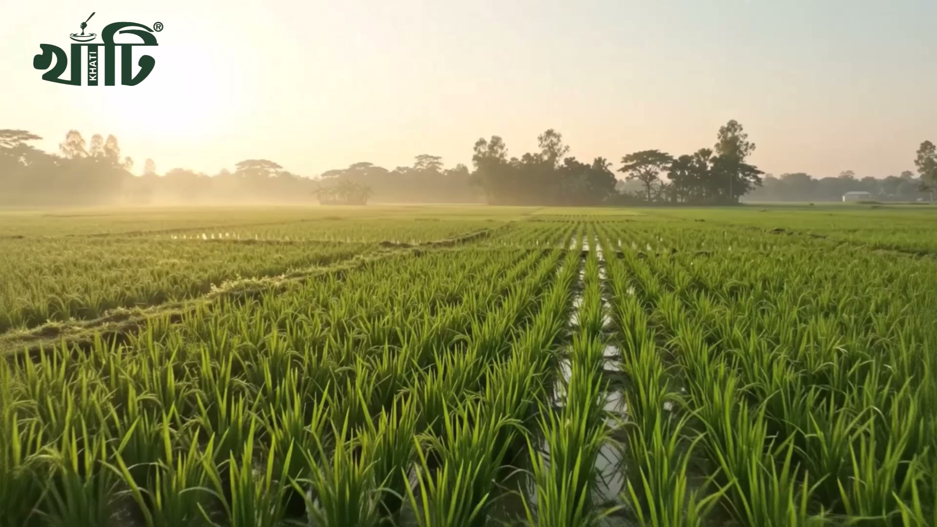 স্টক শেষ হওয়ার আগে আজই অর্ডার করুন