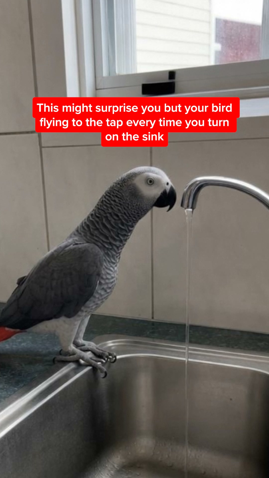 The Most Common Parrot Parent Mistake !
