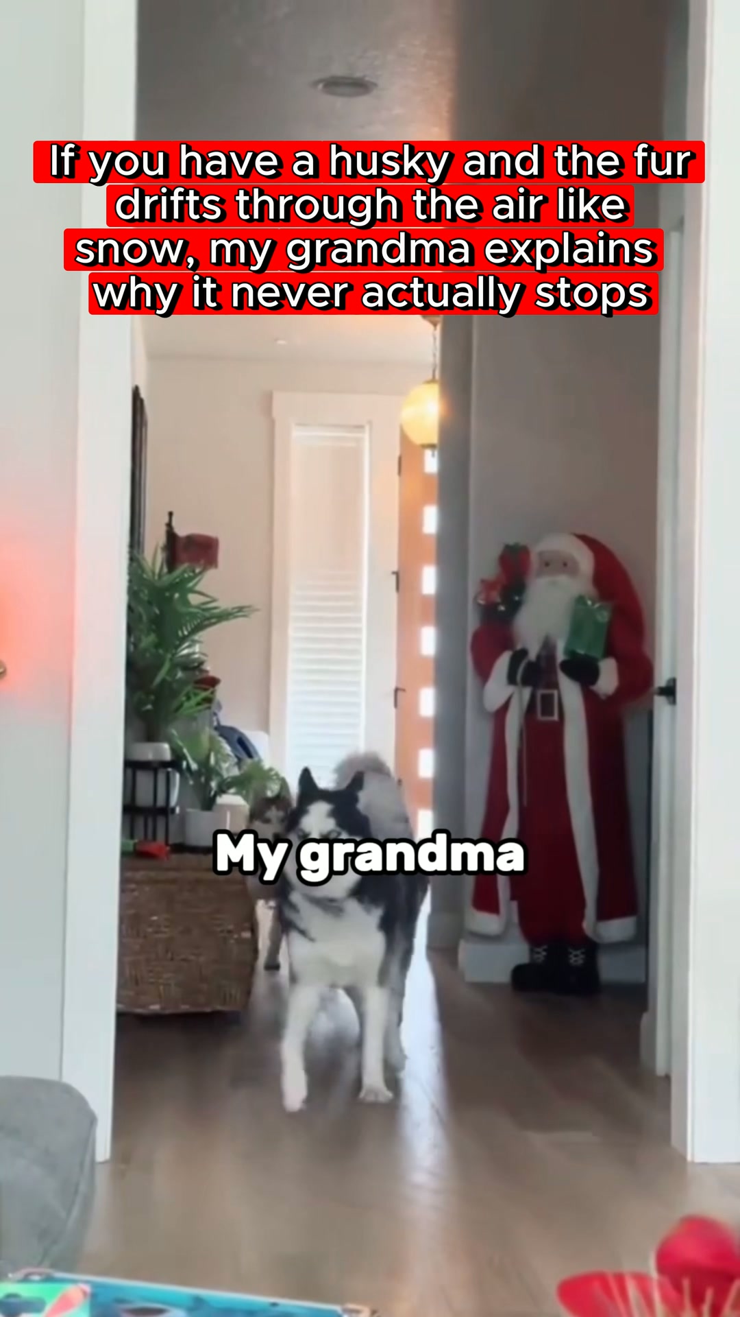 Husky Fur Everywhere? You Can Stop It.