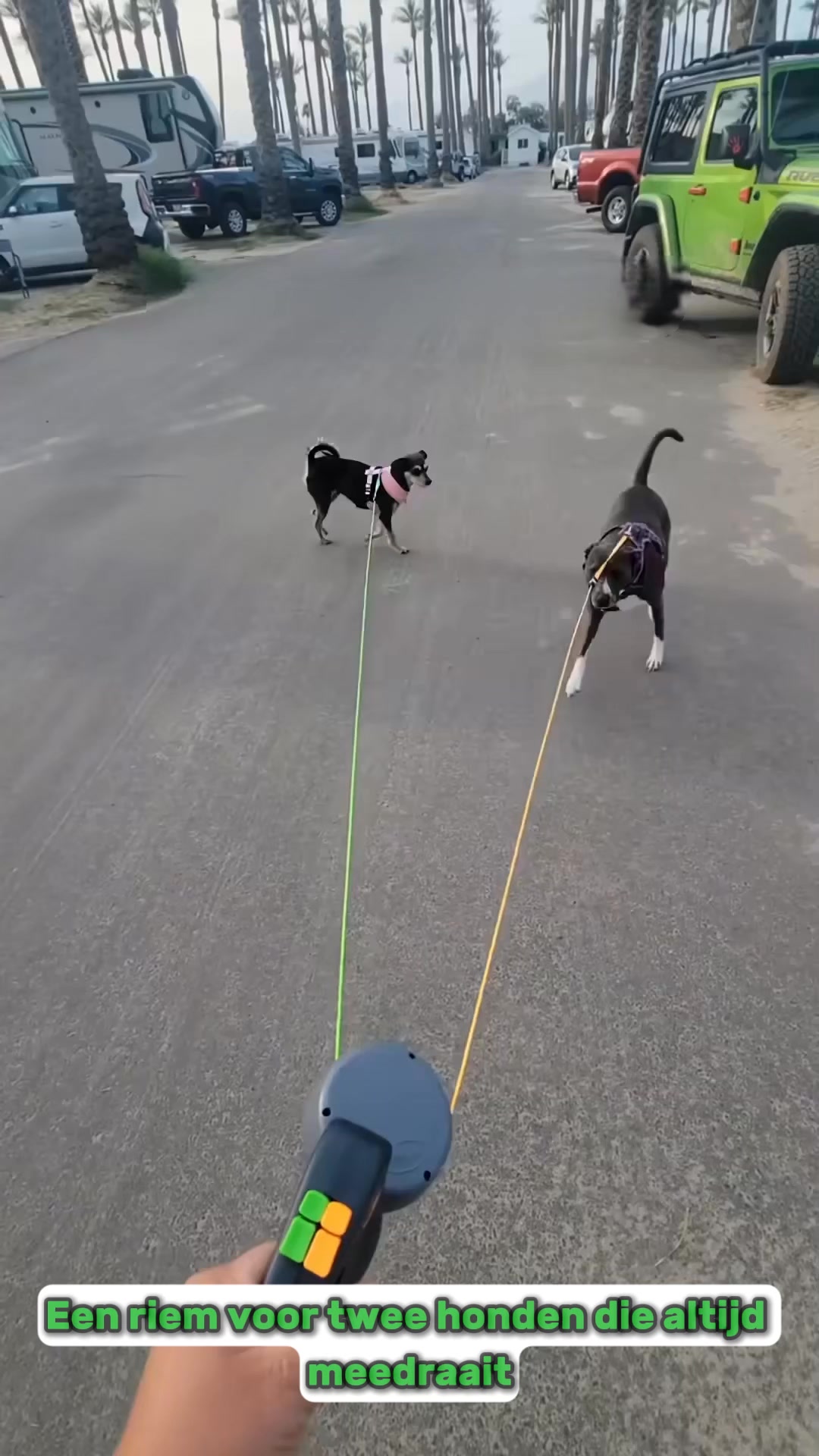 Twee honden? Ontdek de actie