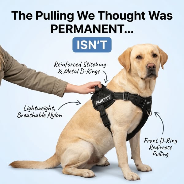 Dog Pulling? Dragging? Consider Them Handled.