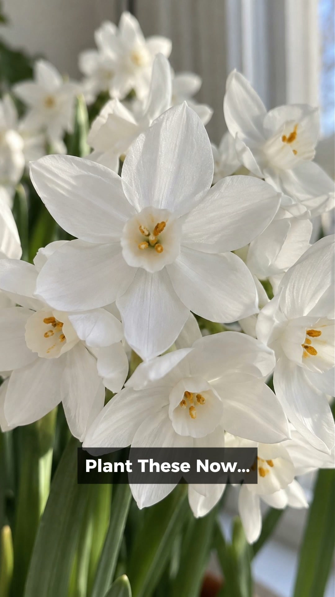 Flowers Indoors in 4–6 Weeks