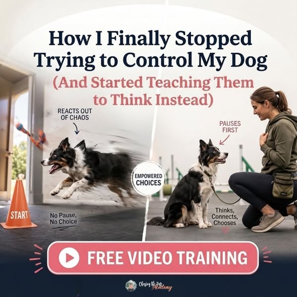 [FREE] Stop Controlling Your Agility Dog. Do This Instead.